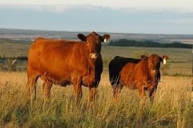Cows