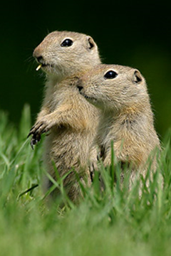 Richardson's ground squirrels