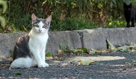 Stray_Cat(2)