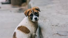 Stray_Dog