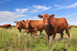cattle-grazing(1)